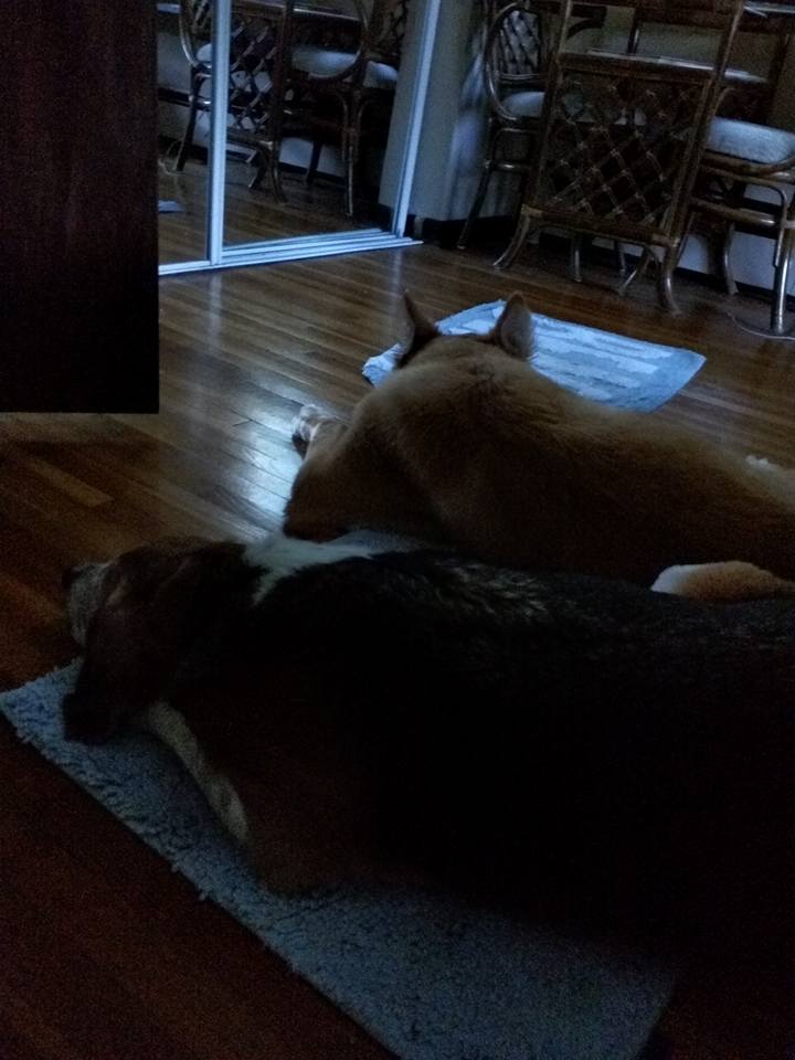 Dogs Asleep in Dog-Friendly AirBNB Apartment in Minneapolis