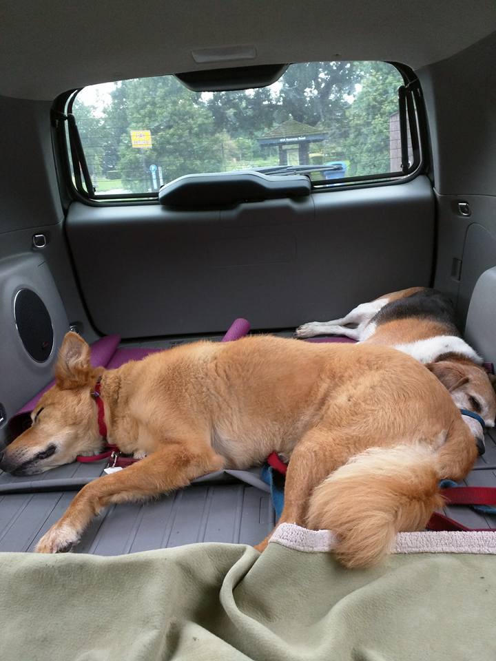 Dogs Sleeping in Hatchback After Lyndale Park