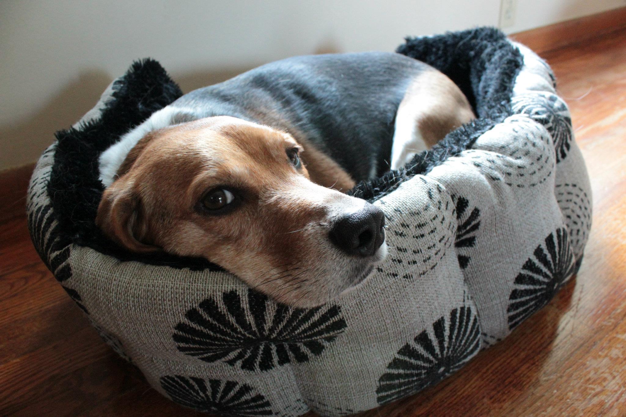 Ford the Beagle Asleep in a Dog Bed