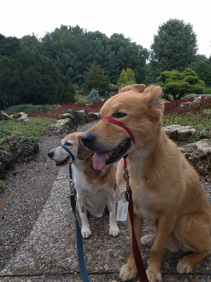 are dogs allowed in lyndale park rose garden