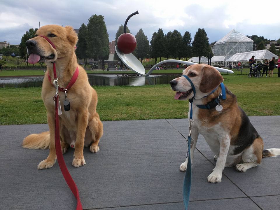 are dogs allowed in lyndale park rose garden