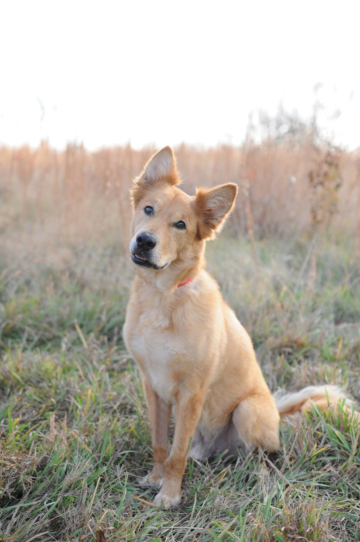 Otto - German Shepherd Golden Retriever Collie Mix