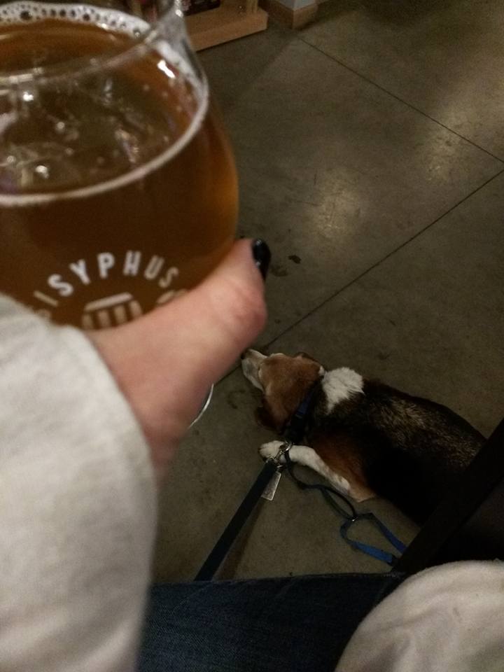 Beagle at Sisyphys Brewing Minneapolis