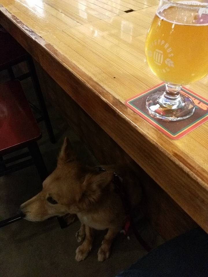 Dog Under Bar at Sisyphus Brewing Minneapolis