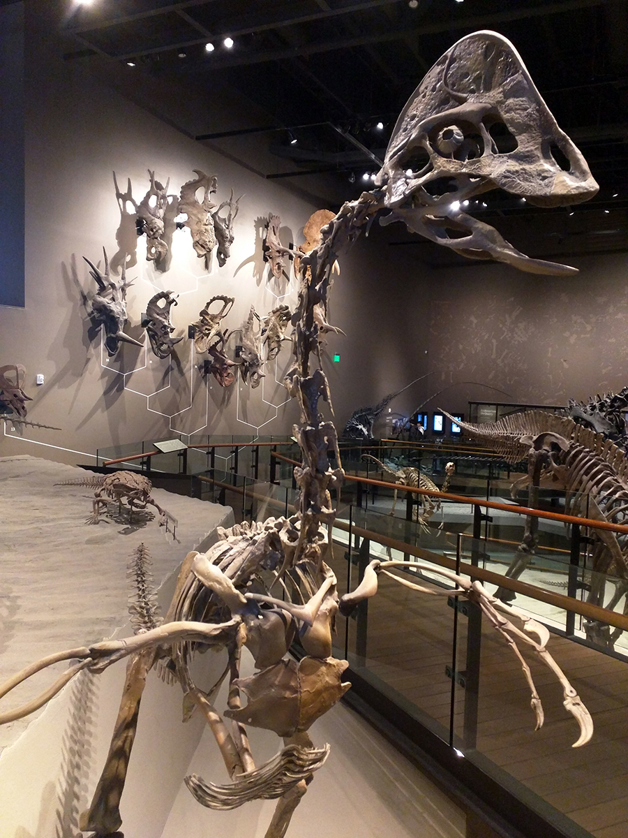 Dinosaurs at the Salt Lake City Natural Museum