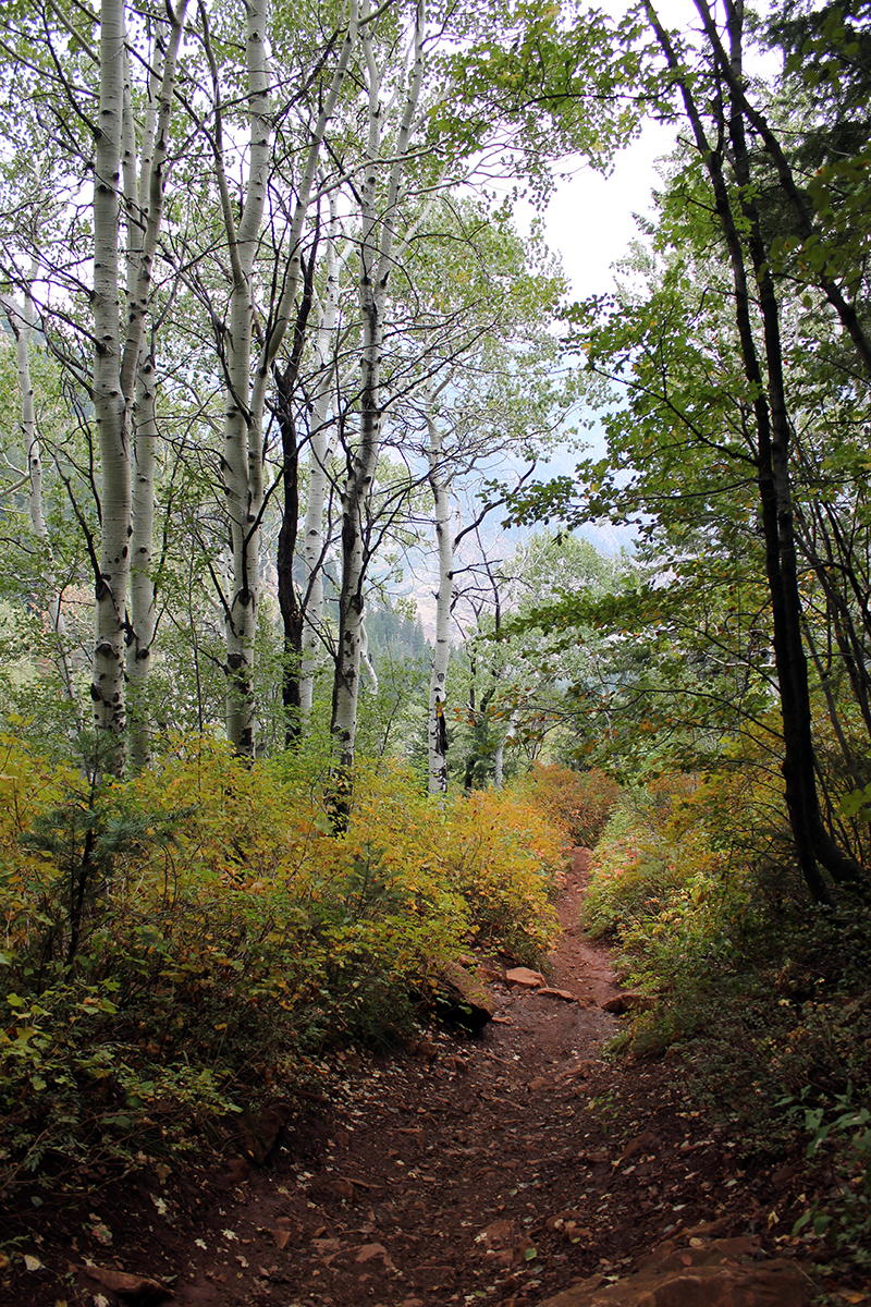 Wooded Hiking Path at Lake Blanche Trail in Utah