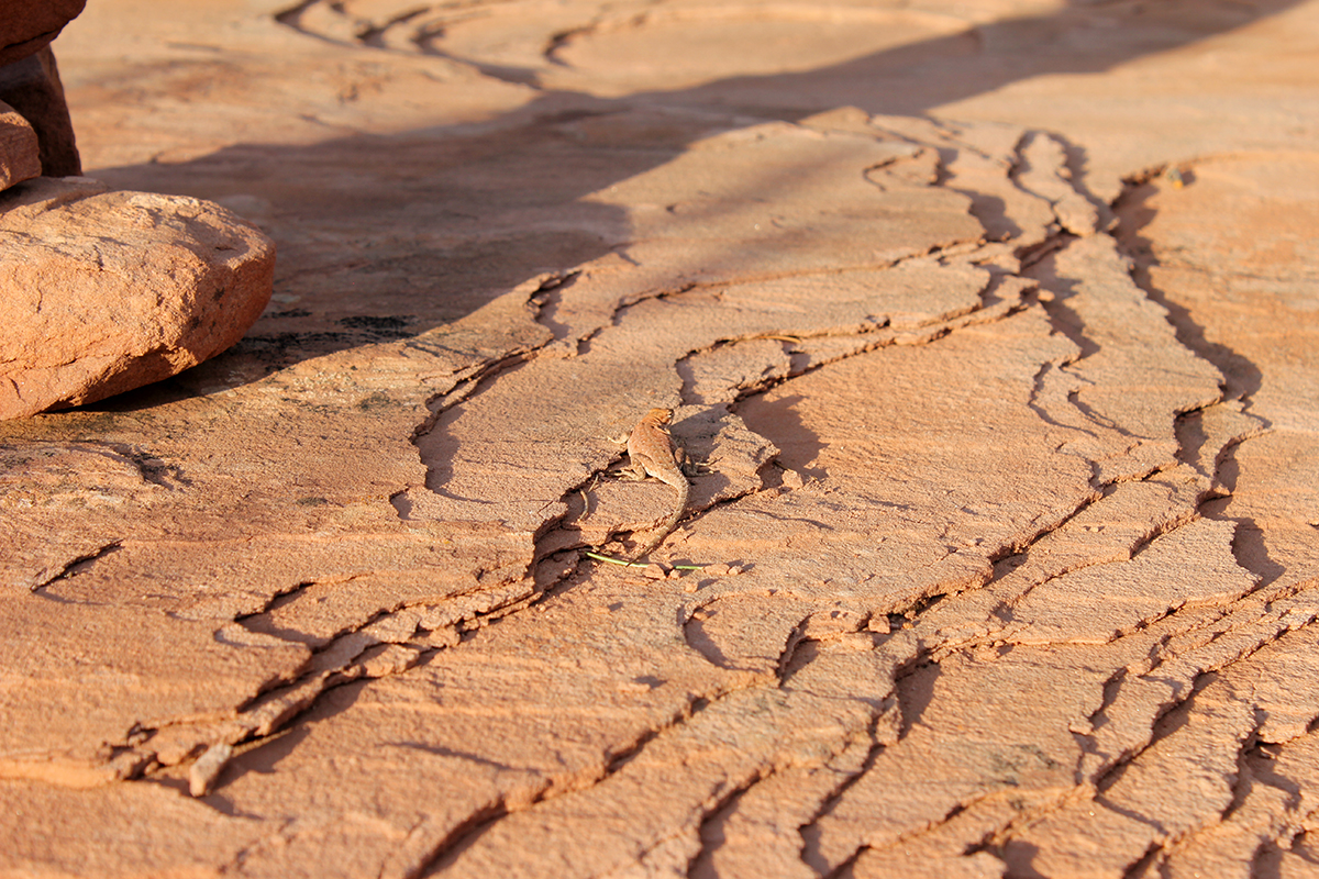 Lizard on Slickrock at Dead Horse Point State Park