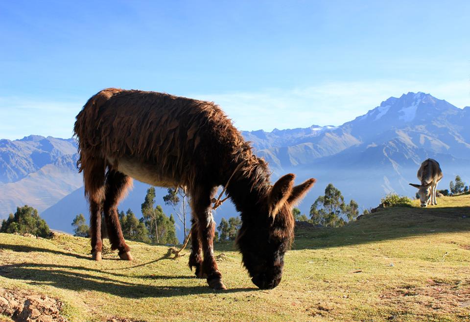 Donkey Grazing En Route from Cusco to Machu Picchu in Peru