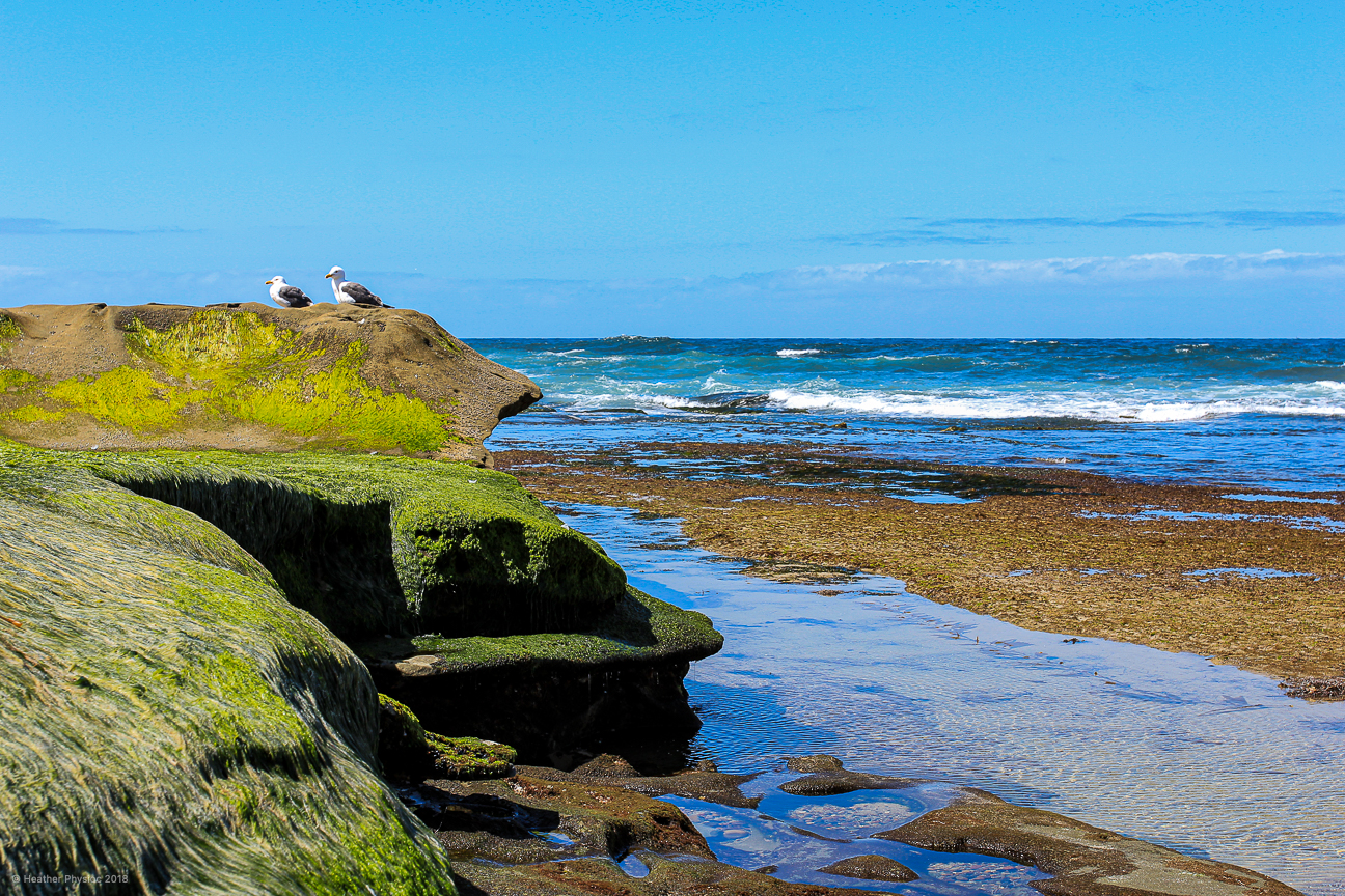 Two Seagulls Perched on Mossy Rock at La Jolla Tide Pools in San Diego, California