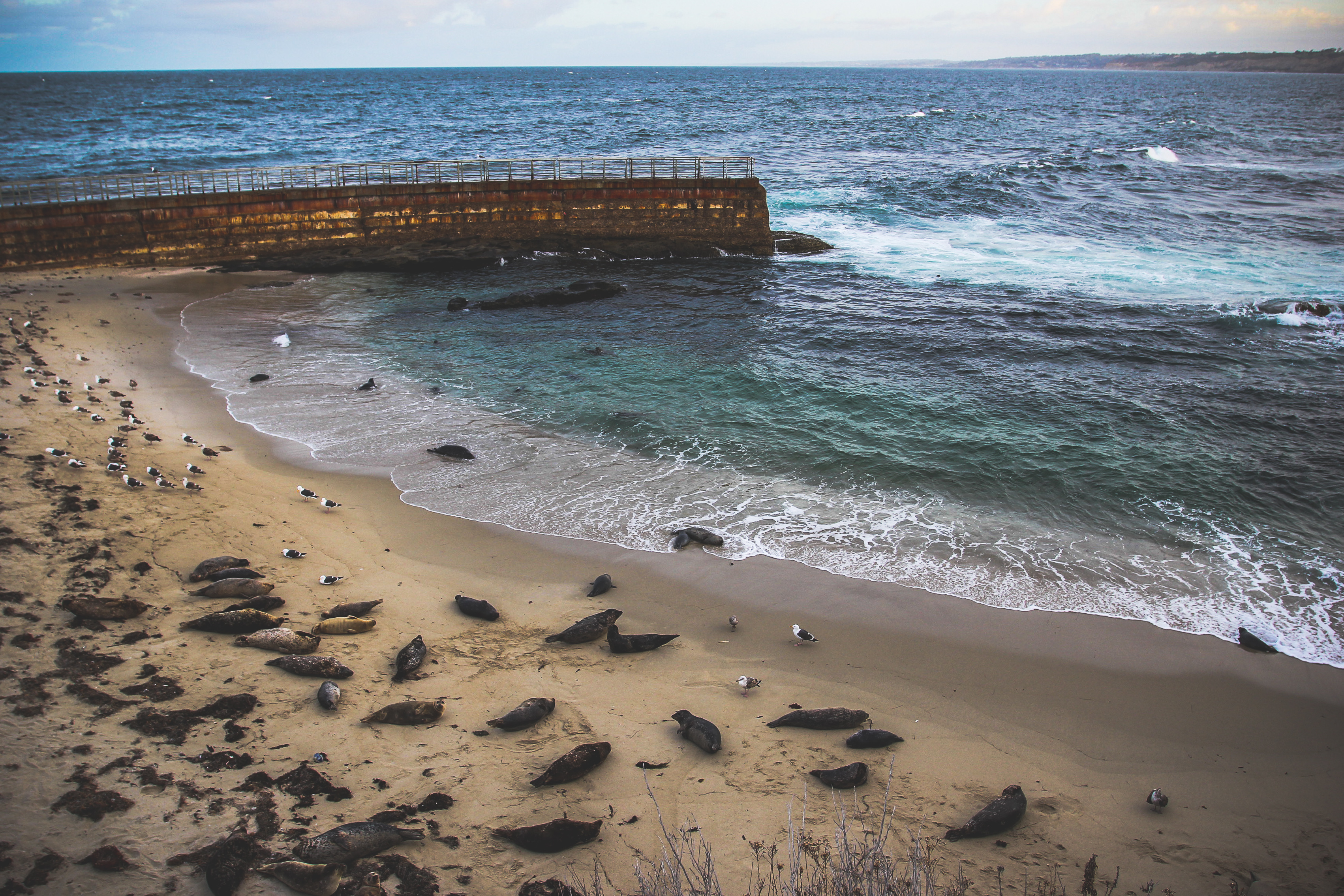 Harbor Seals Lounging at La Jolla Childrens Pool in San Diego