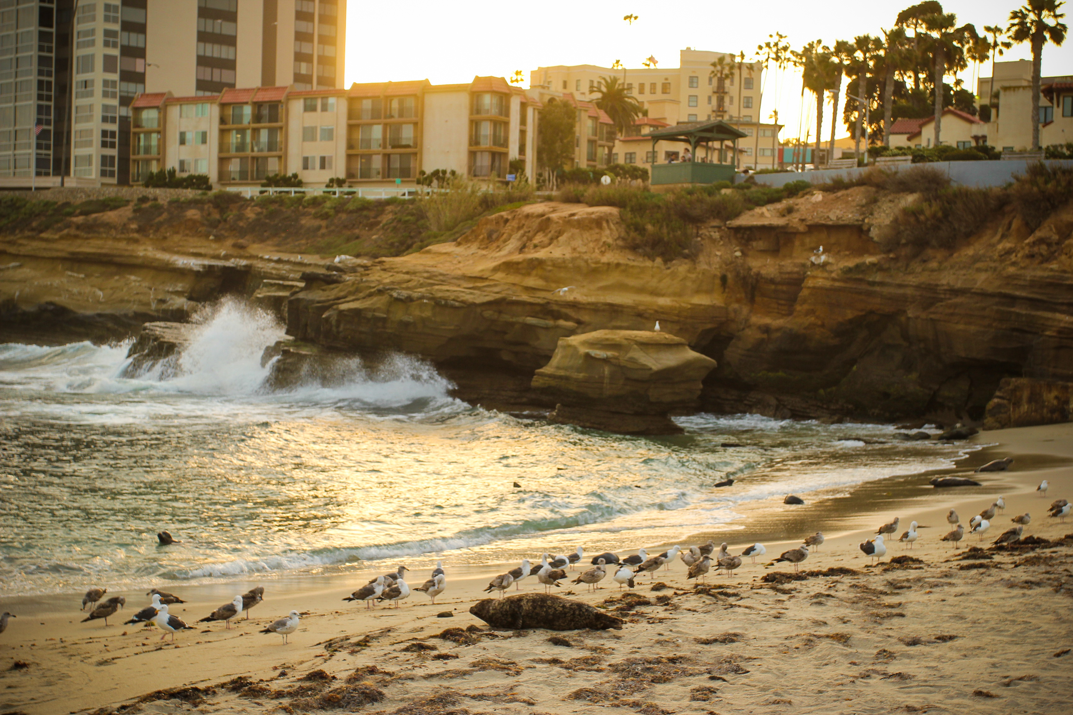 Harbor Seal at La Jolla Children's Beach in San Diego