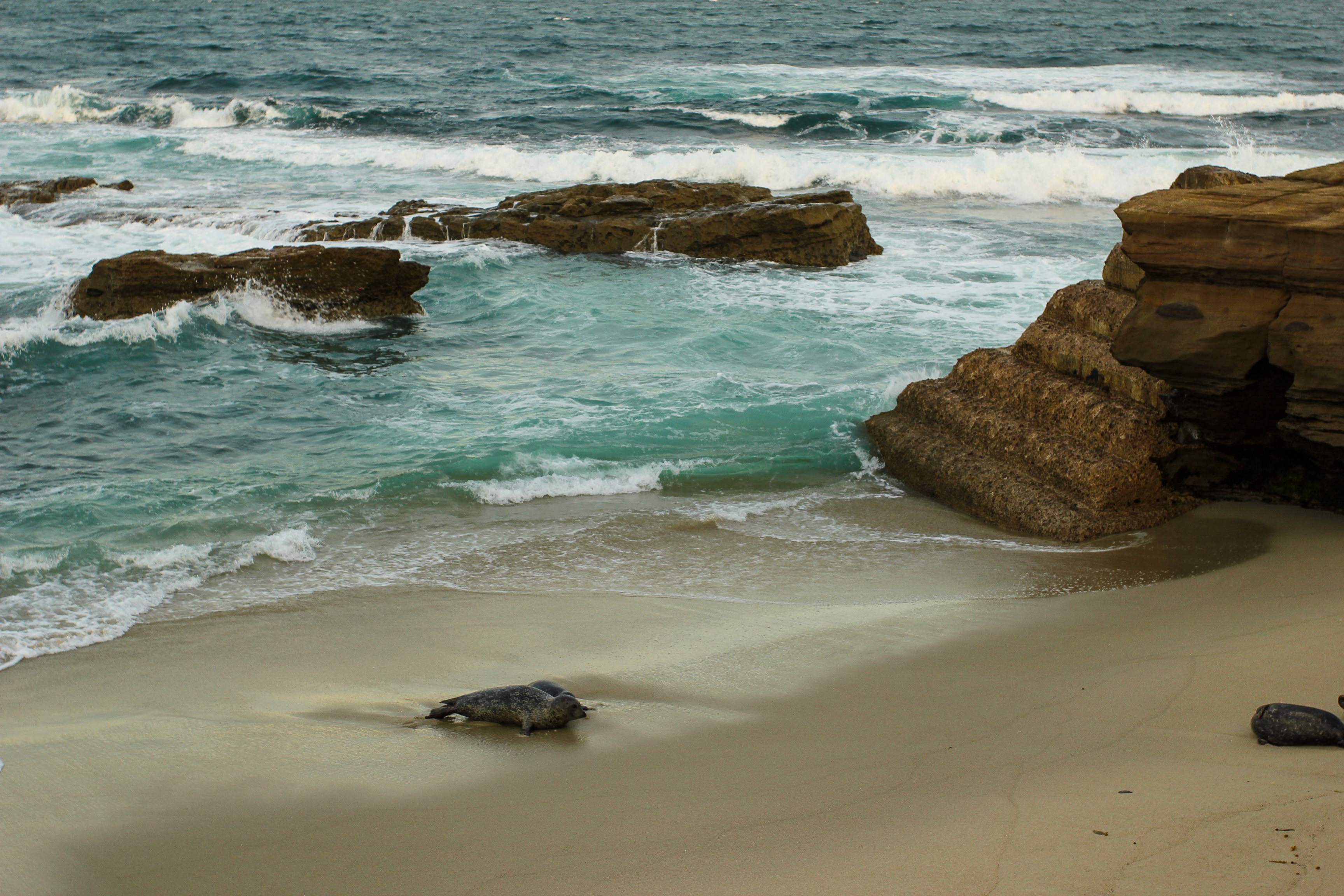 Mother & Seal Pups on Sandy La Jolla Beach at Sunrise in San Diego