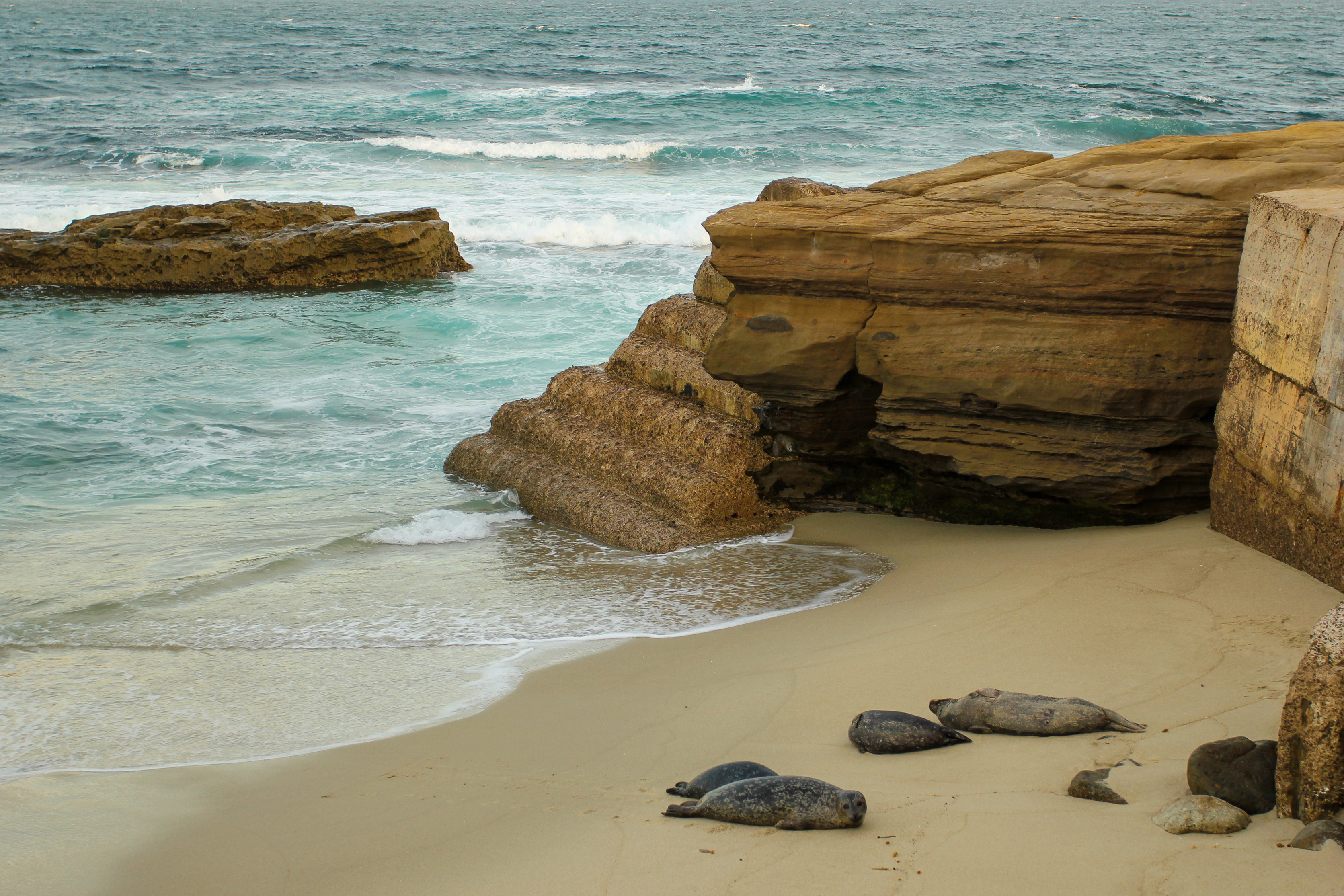 Mother Seal & Nursing Pup at La Jolla in San Diego