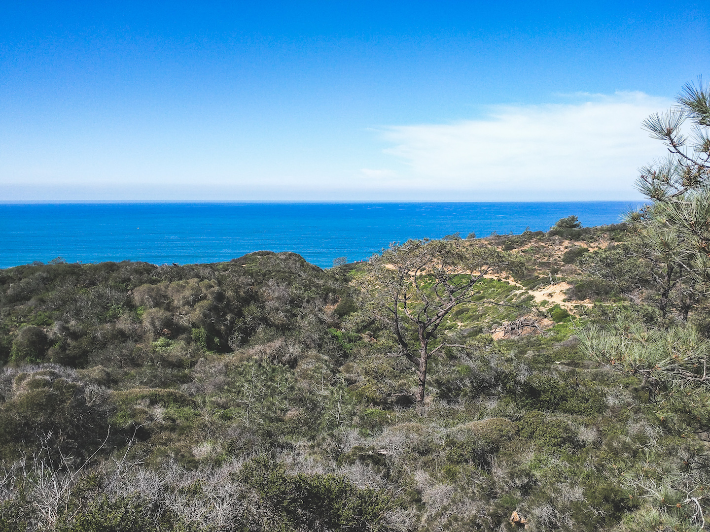 Torrey Pines Hike with Pacific Ocean Views Near San Diego, CA