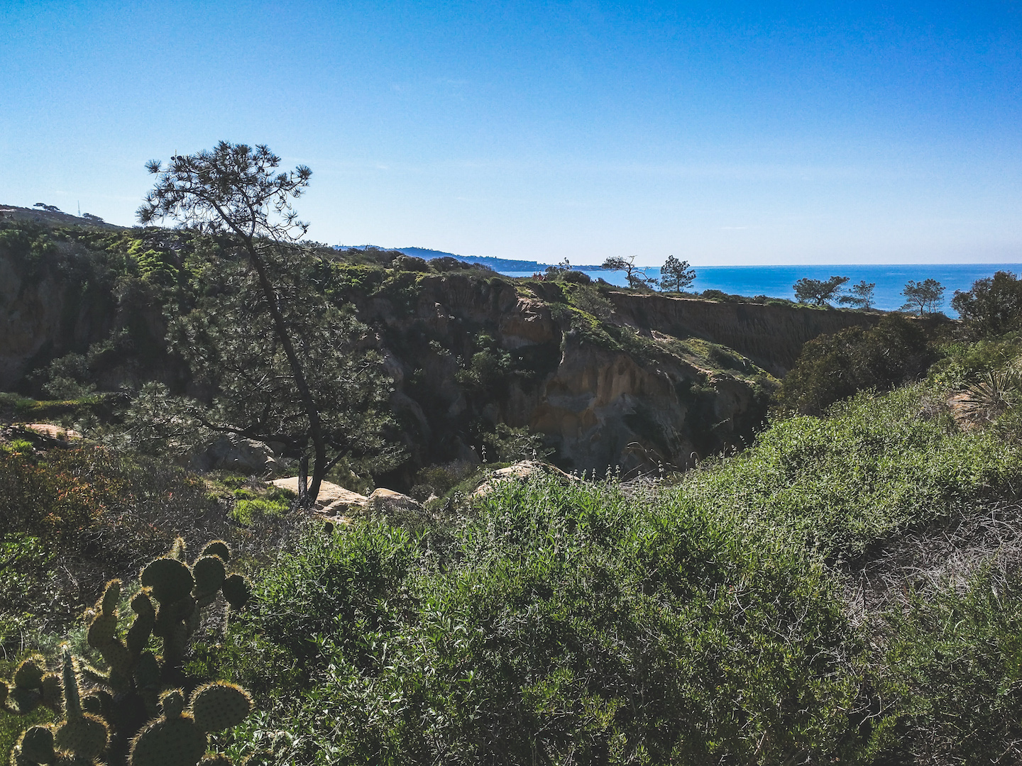 Torrey Pines Hike with Pacific Ocean Views + Cactus