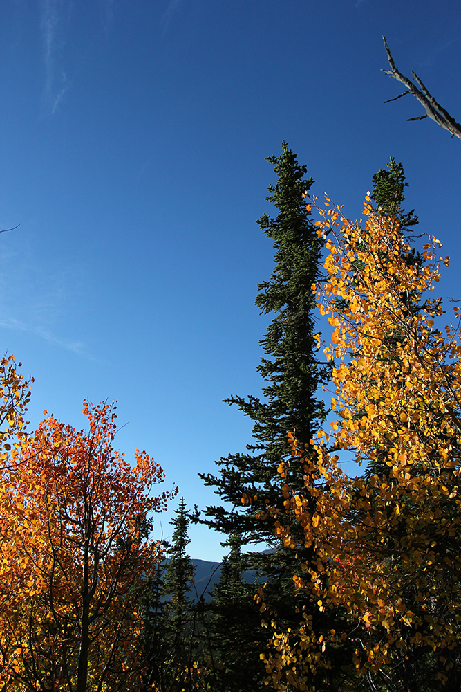 Aspen Fall Colors on Barr Trail
