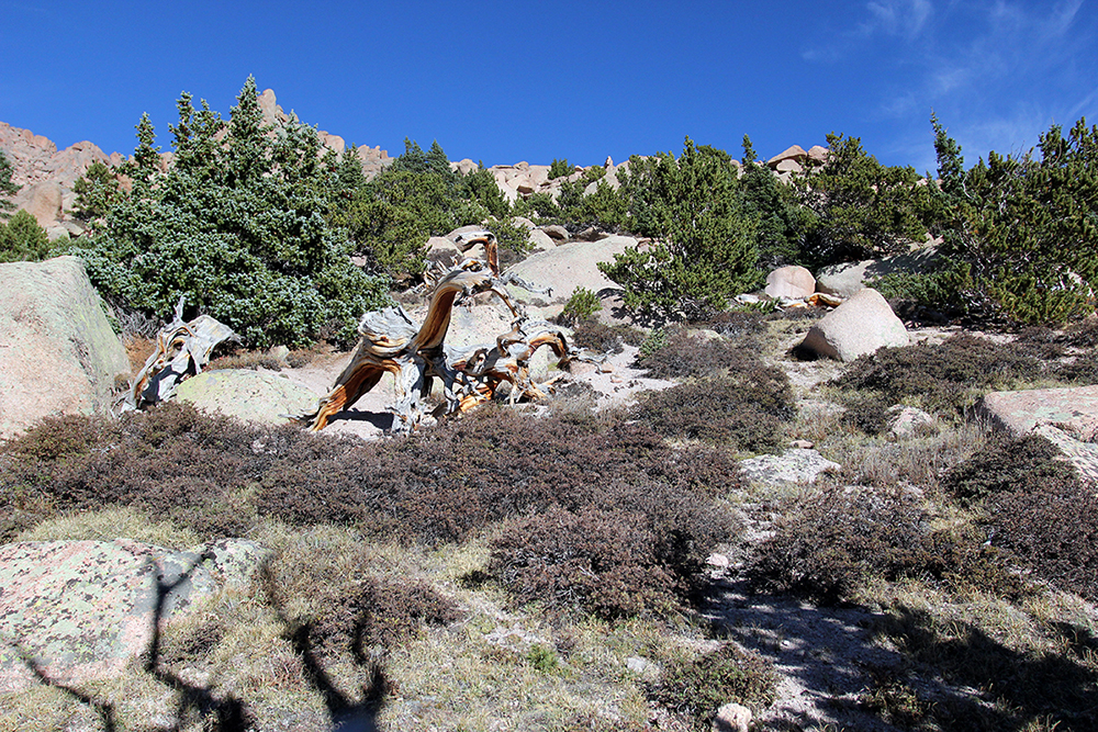 Tree Line on Barr Trail Pikes Peak