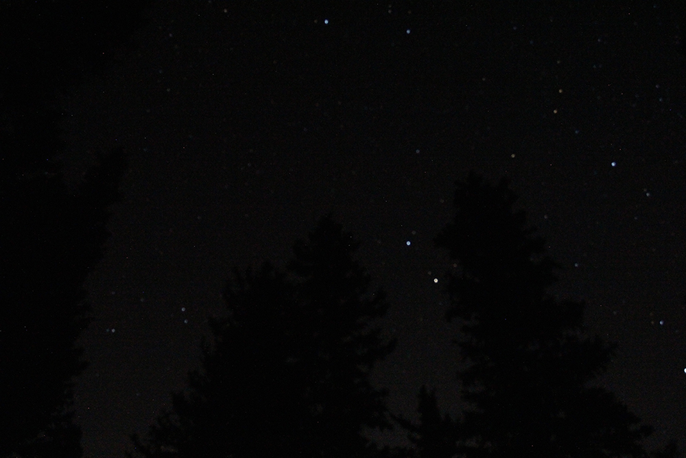 Stars in the Night Sky Silhouetted Against Pine Trees on Pikes Peak