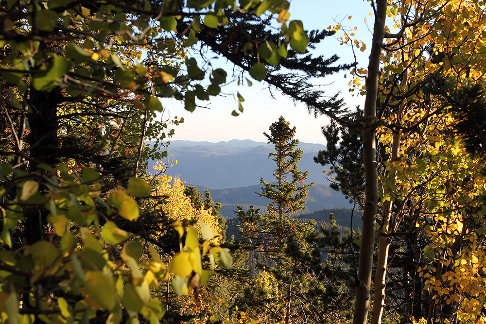 Rocky Mountains Peeking Through Aspens on Pikes Peak