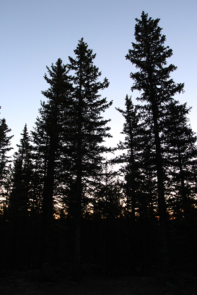 Sunrise in the Pines at Pike National Forest