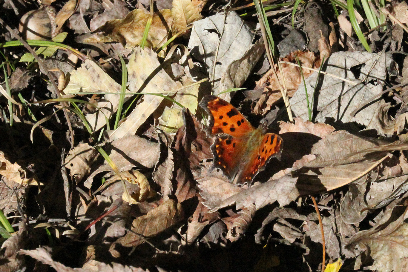 Butterfly at Weston Bend State Park near Weston, MO