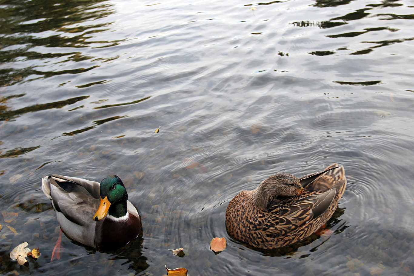 Ducks at Boston Common Pond