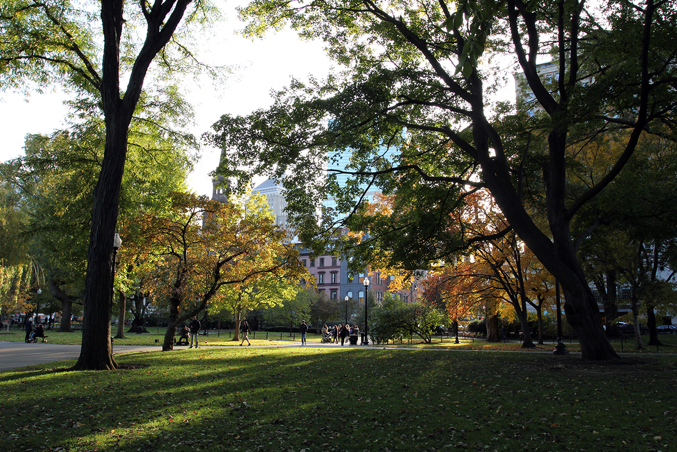 Fall Foliage in the Afternoon Sunlight at Boston Common