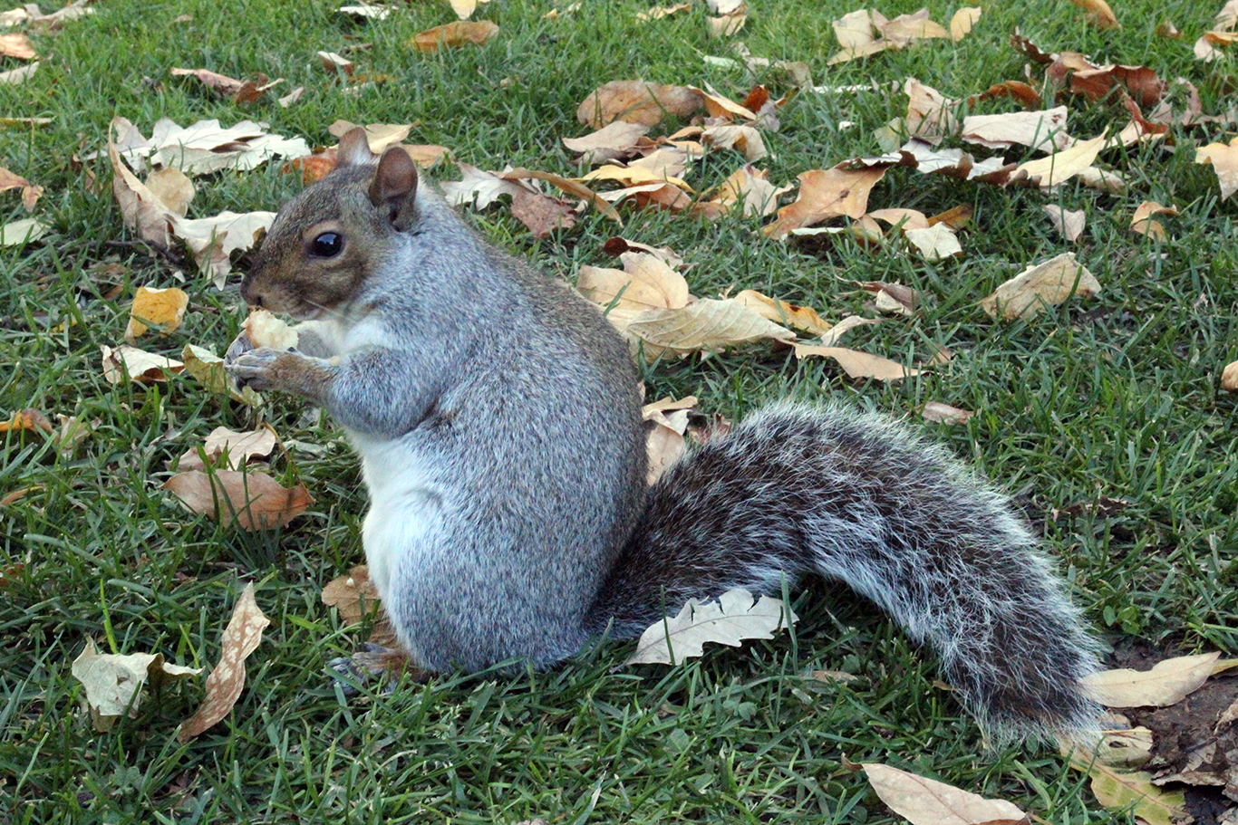 Fat Squirrels at Boston Common