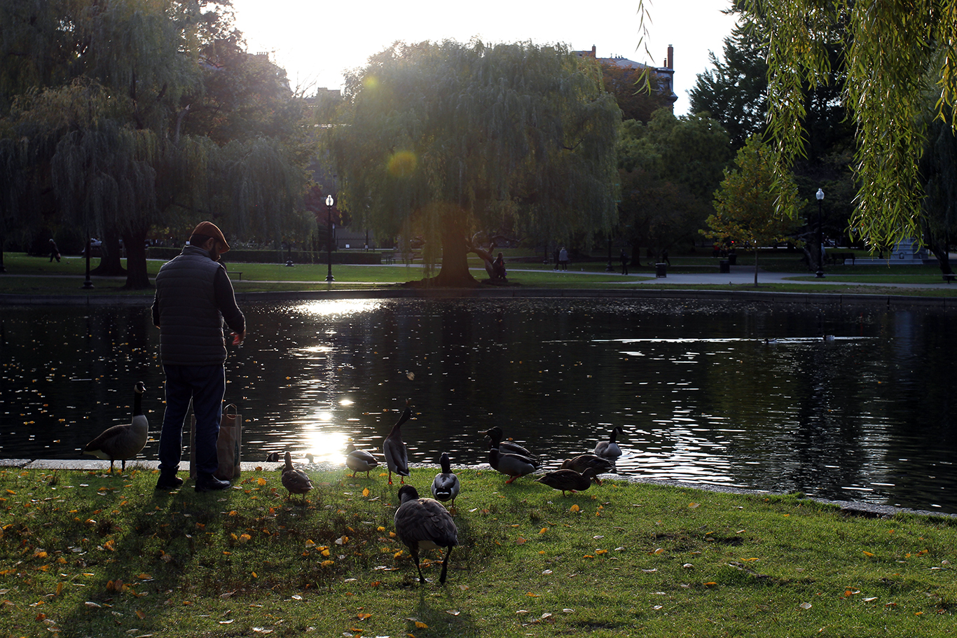 Feeding Ducks & Geese at Boston Common