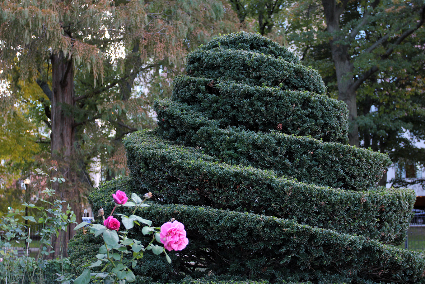 Manicured Hedges & Roses at Boston Public Garden