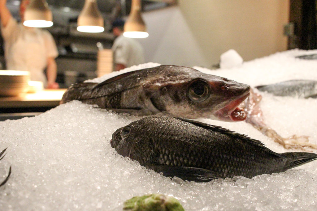Fresh Catch of the Day at Scales Restaurant in Portland, Maine