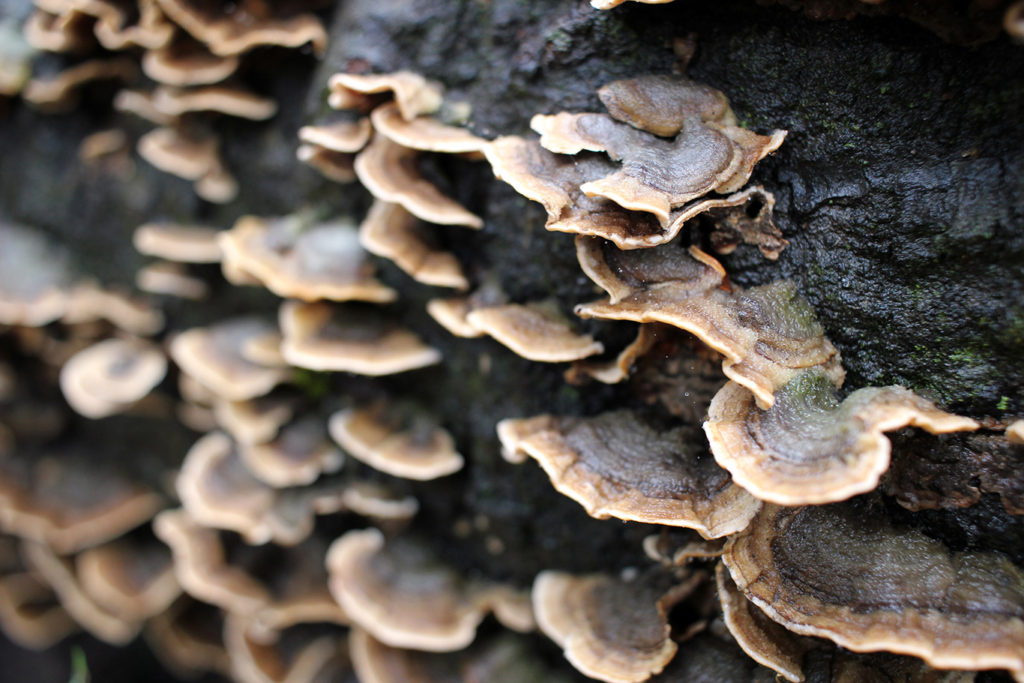 Bracket fungi on a log on the Blue Sky Reserve hike to Ramona Dam in San Diego