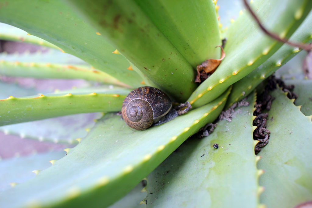 Snail in a succulent in San Diego