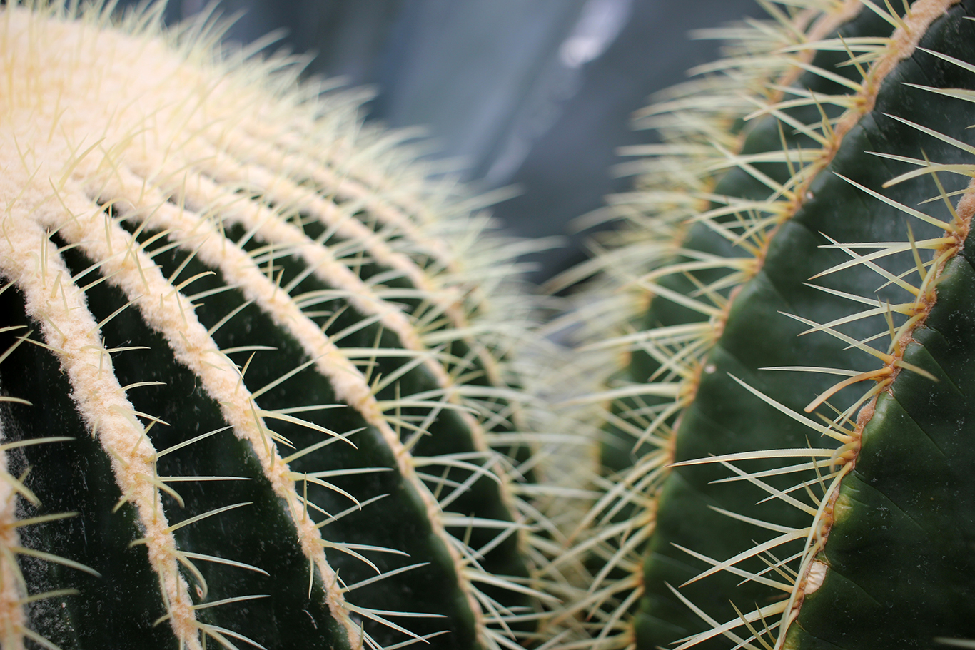 Cactus Spines at Volunteer Park Conservatory in Seattle