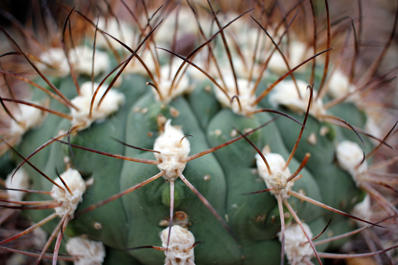 Fuzzy Cactus at Volunteer Park Conservatory in Seattle