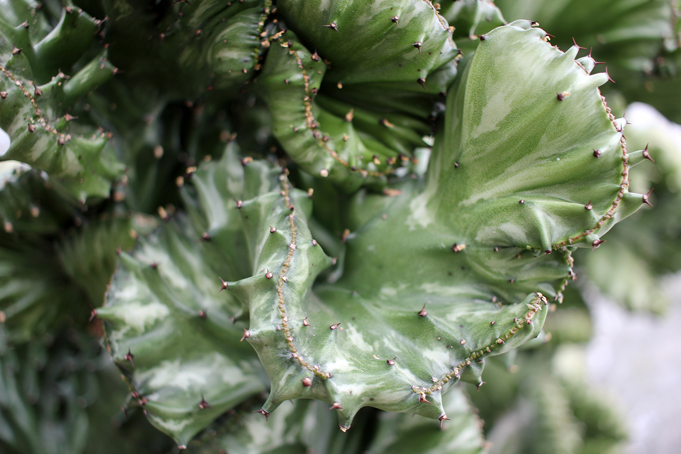 Curled Cactus at Volunteer Park Conservatory in Seattle