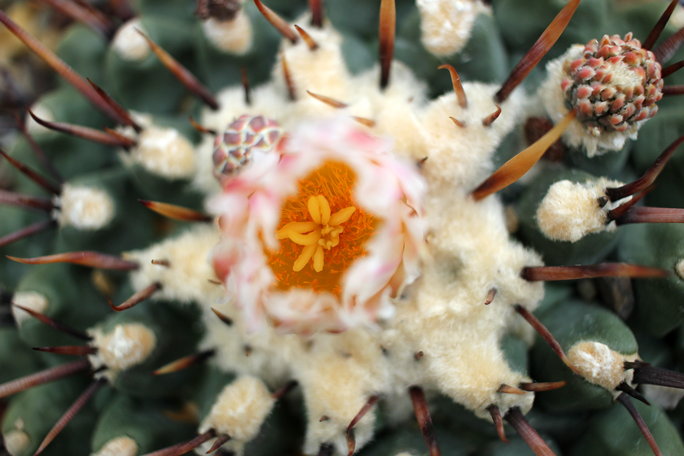 Flowering Fuzzy Cactus at Volunteer Park Conservatory in Seattle