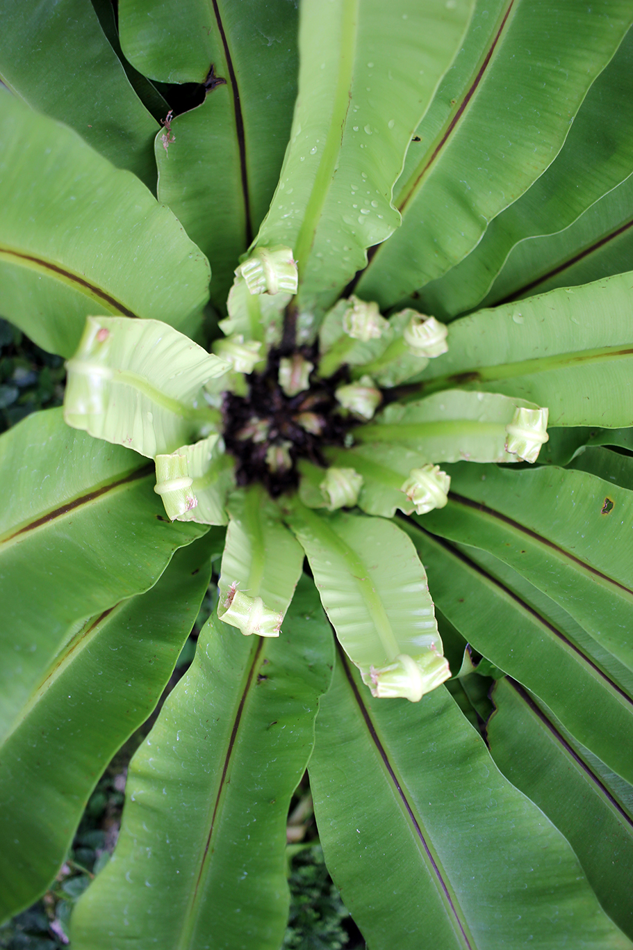 Green Leafy Plant at Volunteer Park Conservatory in Seattle