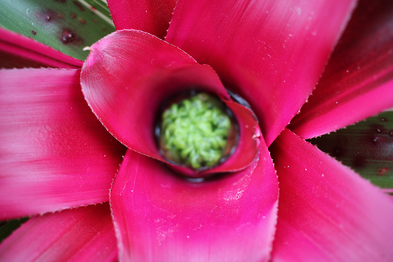 Magenta Flower at Volunteer Park Conservatory in Seattle