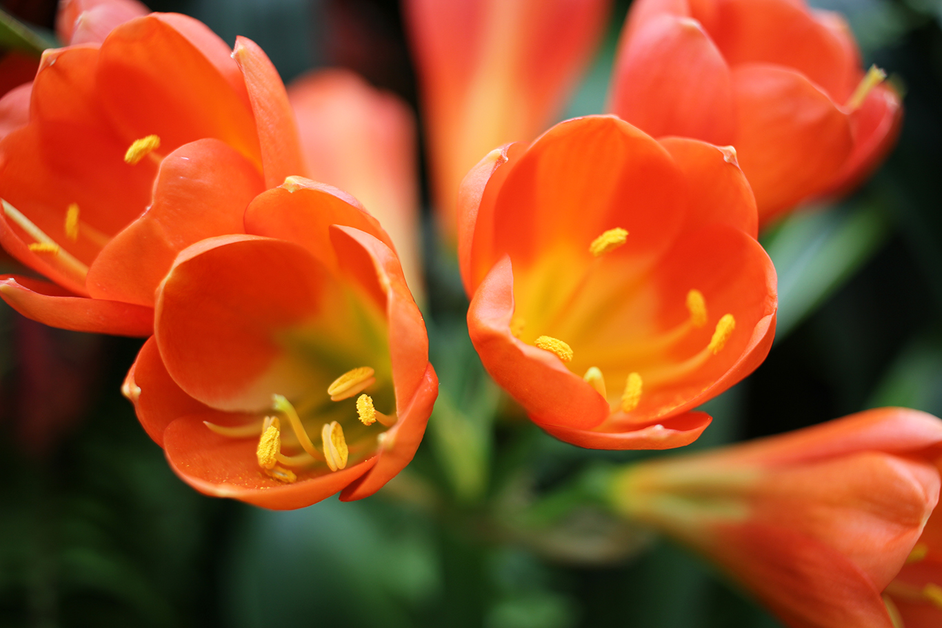 Orange Tulips at Volunteer Park Conservatory in Seattle