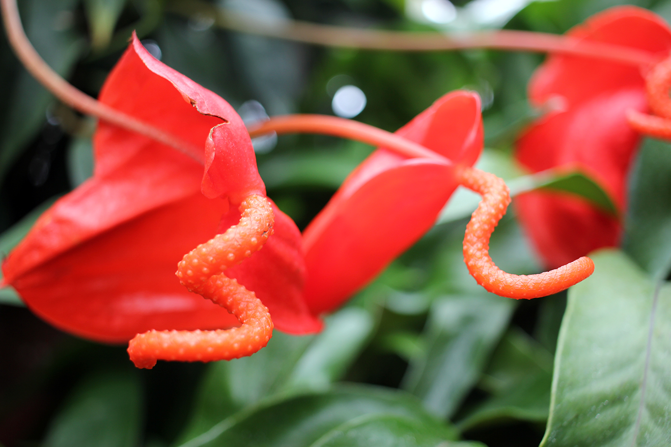 Two Red Anthurium Scherzerianums at Volunteer Park Conservatory in Seattle