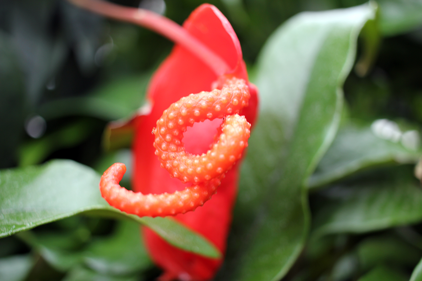 Red Anthurium Scherzerianum at Volunteer Park Conservatory in Seattle