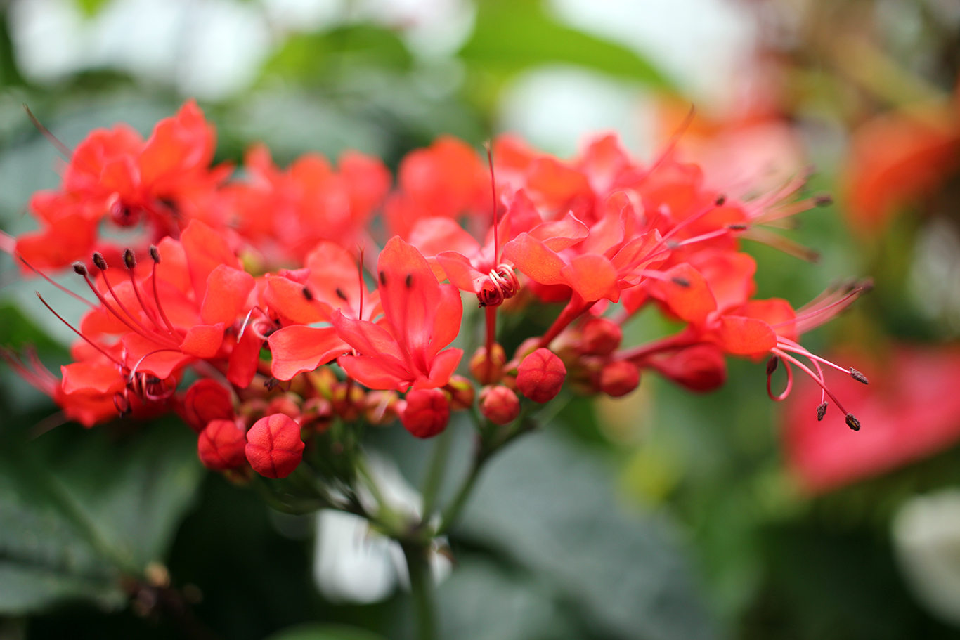 Red Budding Flower at Volunteer Park Conservatory in Seattle