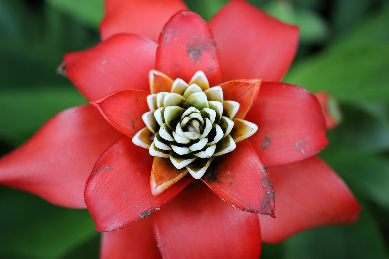 Red Flower at Volunteer Park Conservatory in Seattle