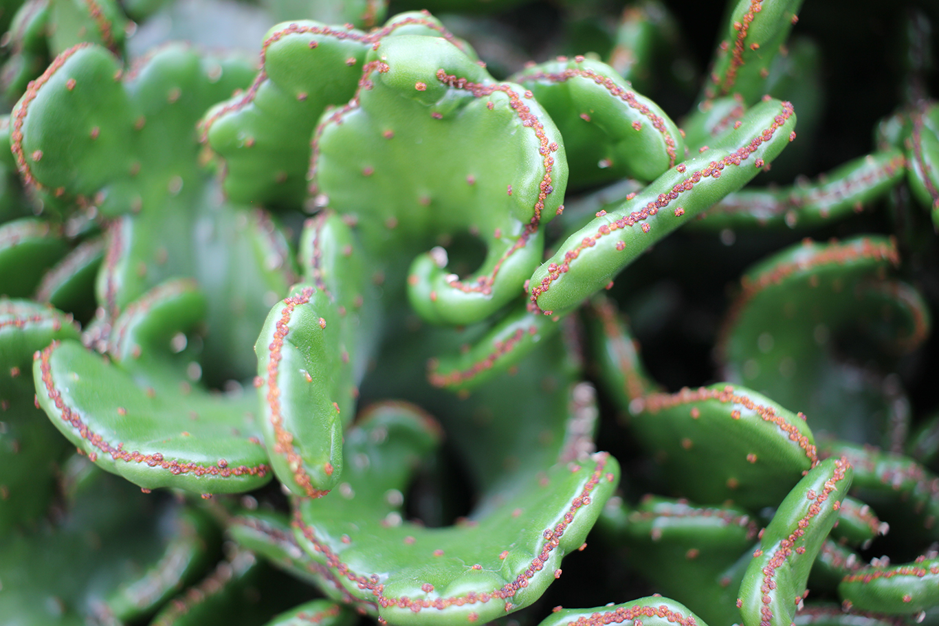 Succulent at Volunteer Park Conservatory in Seattle