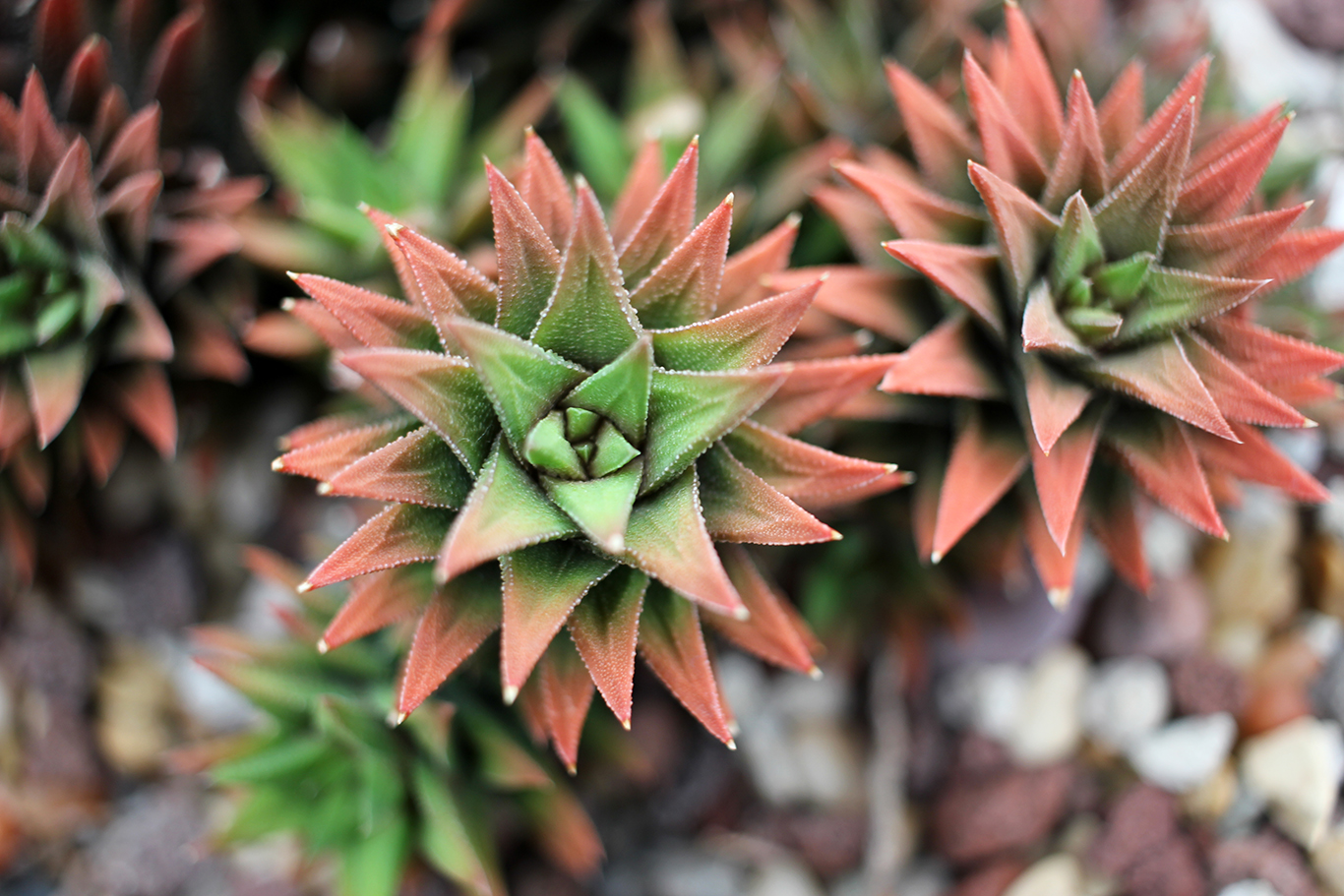 Succulent at Volunteer Park Conservatory in Seattle