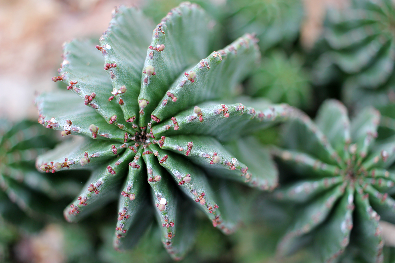 Succulent at Volunteer Park Conservatory in Seattle