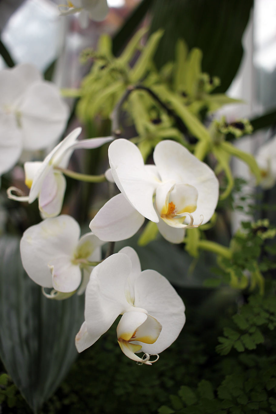 White Orchid at Volunteer Park Conservatory in Seattle