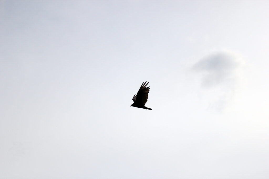 Buzzard at White Rock Mountain, Arkansas