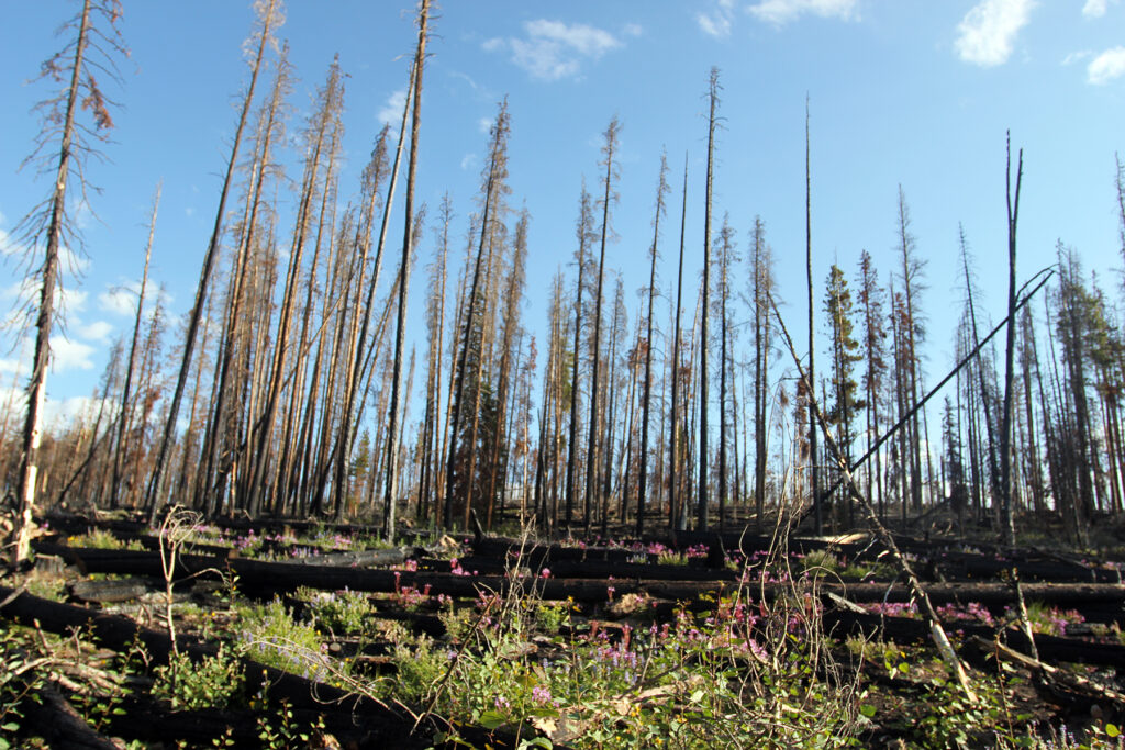 Burned Trees & Wildflowers Buffalo Mountain Colorado